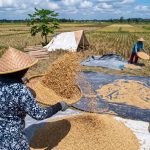 Serapan Gabah Petani Nasional Tembus 98 Persen Target di Sentra Lumbung Padi, Bulog dan Bapanas Jamin Ketahanan Pangan